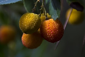 giallo, foglia, rosso, verde, foglie, bacche, frutti, corbezzoli, pianta, arancione, frutto, rami, corbezzolo, frutta